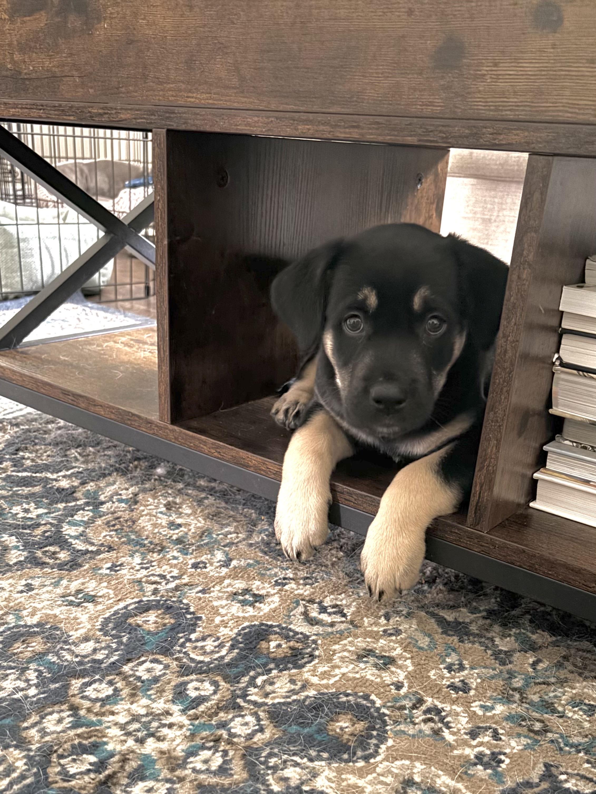 Enlarge Fudgesicle, a ADOPTABLE mixed breed in Saskatoon, SK image 4/6