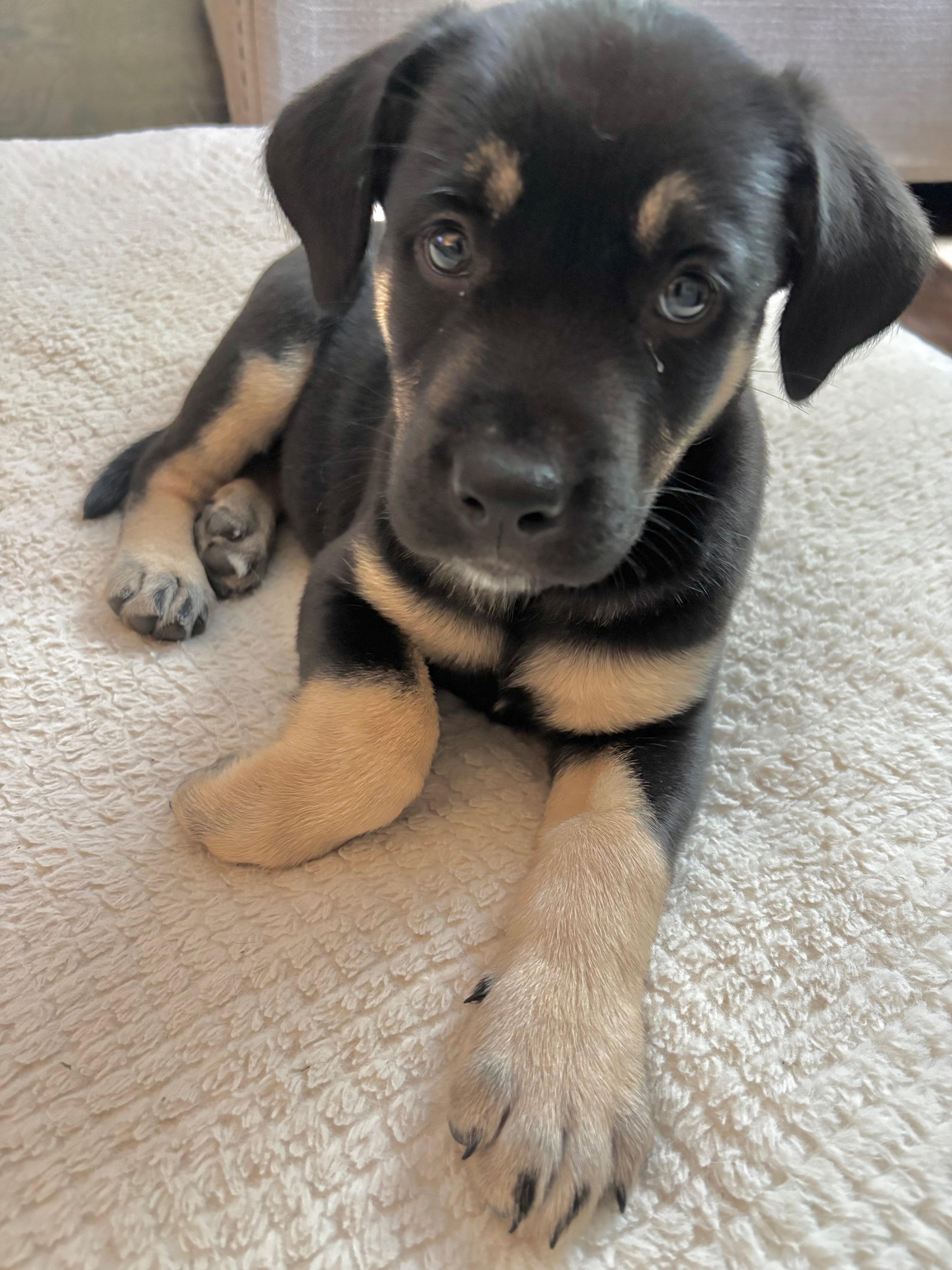 Enlarge Fudgesicle, a ADOPTABLE mixed breed in Saskatoon, SK image 2/6