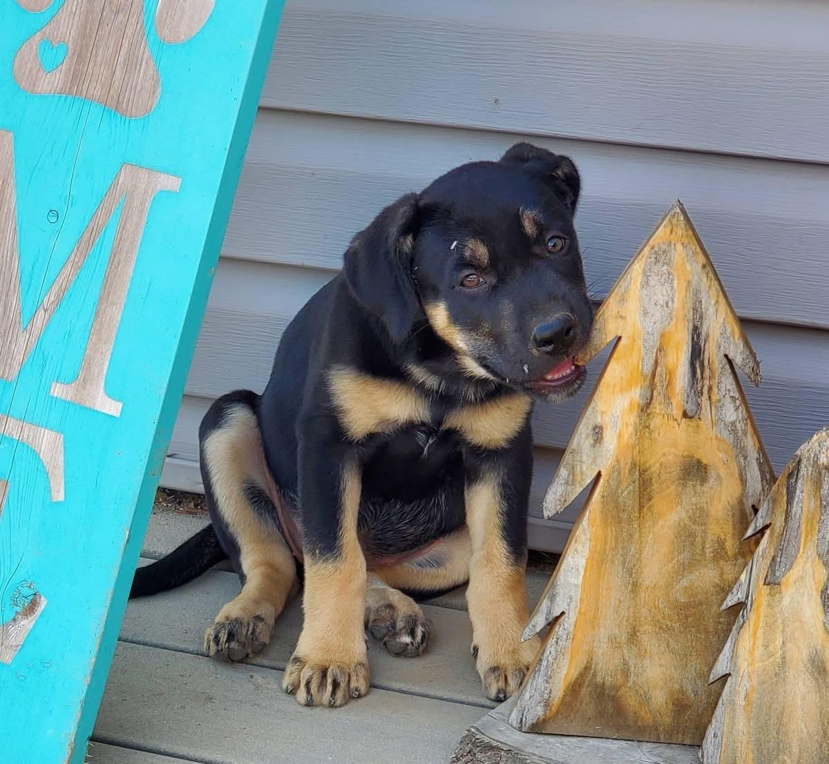 Enlarge Fudgesicle, a ADOPTABLE mixed breed in Saskatoon, SK image 3/6