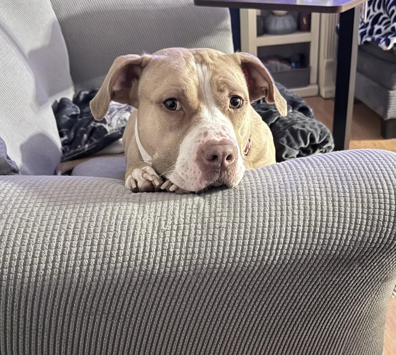 Macy May, Adoptable, Adult Female American Staffordshire Terrier.