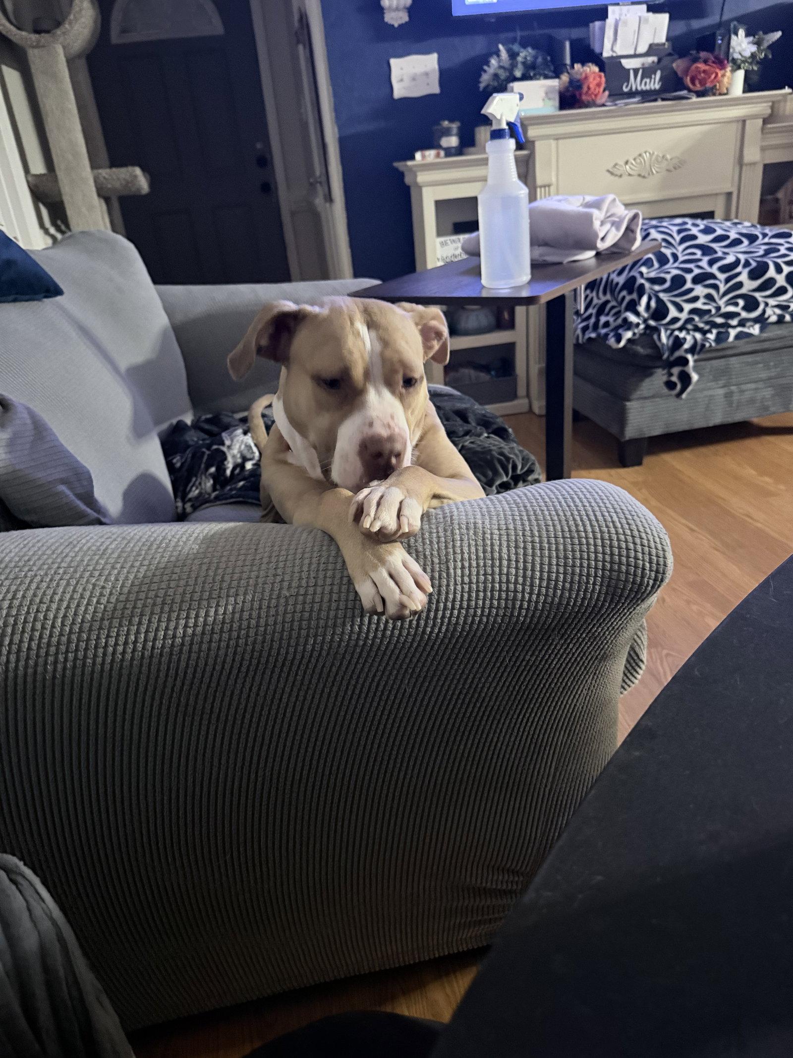 Enlarge Macy May, a Adoptable American Staffordshire Terrier in Garner, NC image 3/3