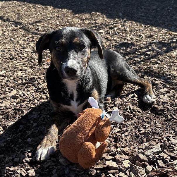 Jojo, Adoptable, Puppy Male Catahoula Leopard Dog & Hound.