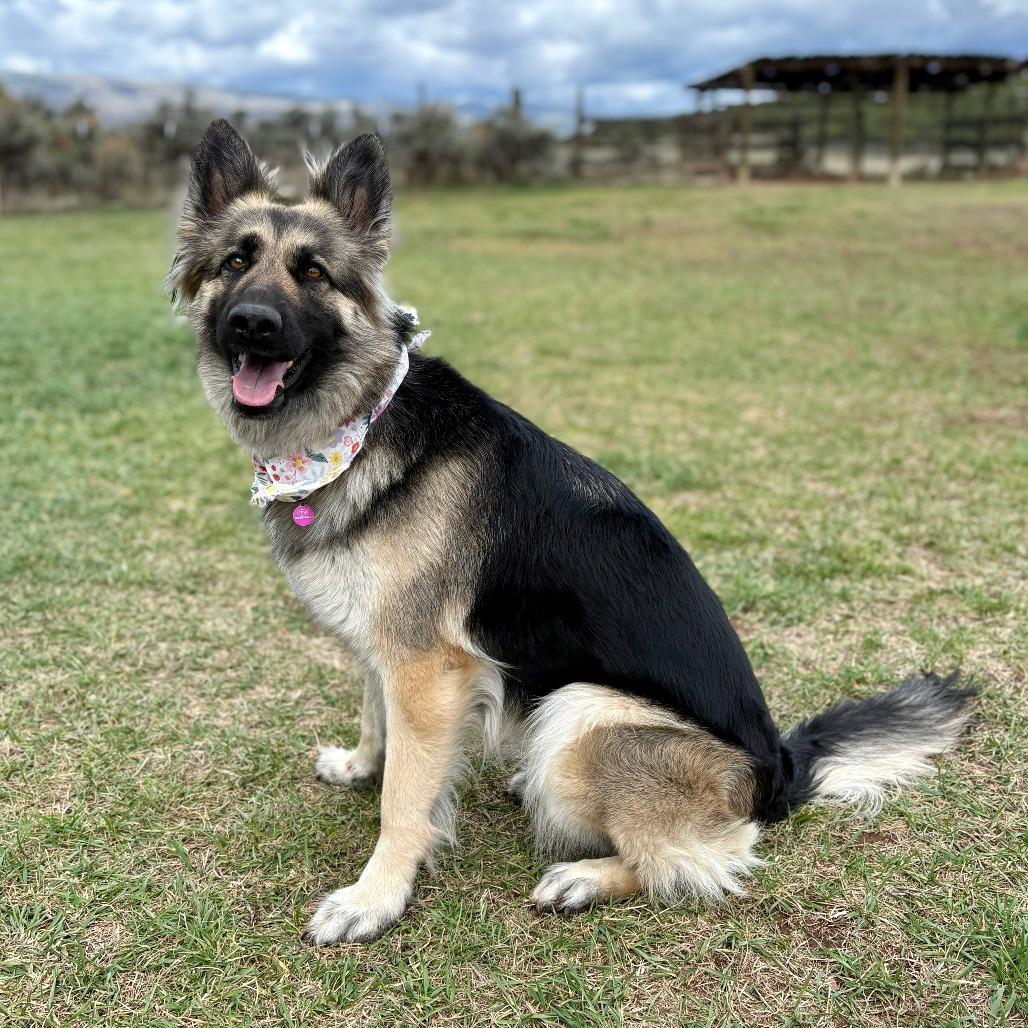 Mocha, Adoptable, Adult Female German Shepherd Dog.