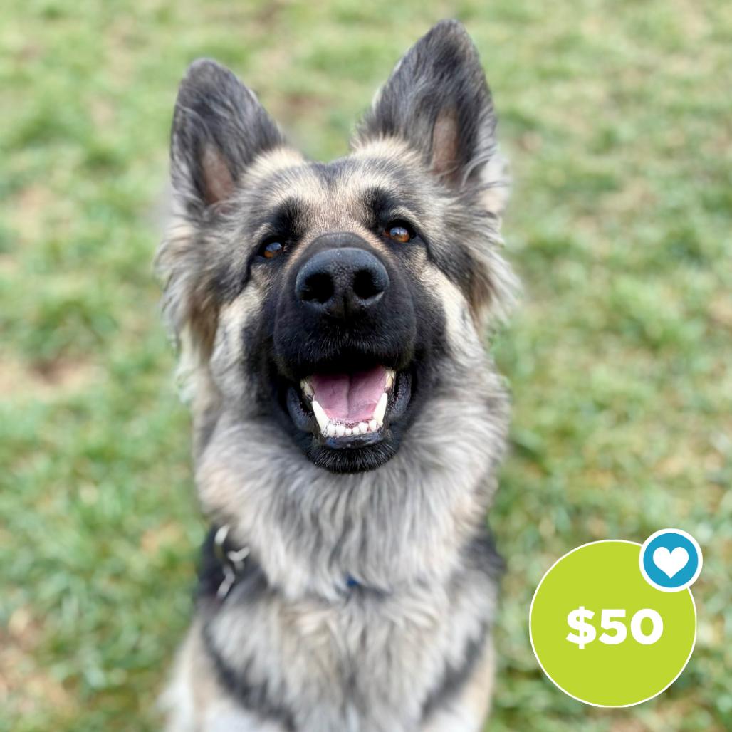 Enlarge Mocha, a Adoptable German Shepherd Dog in Glenwood Springs, CO image 2/6