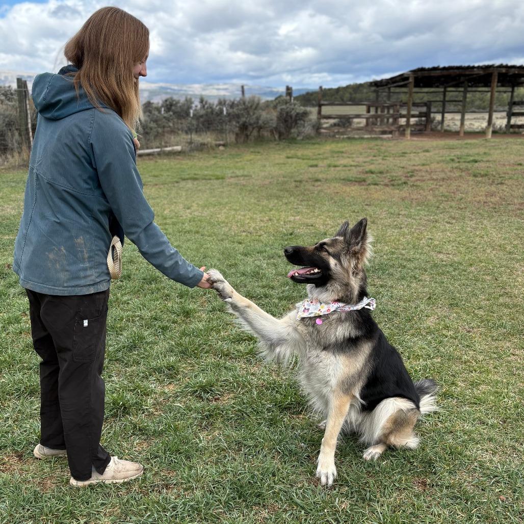 Enlarge Mocha, a Adoptable German Shepherd Dog in Glenwood Springs, CO image 3/6