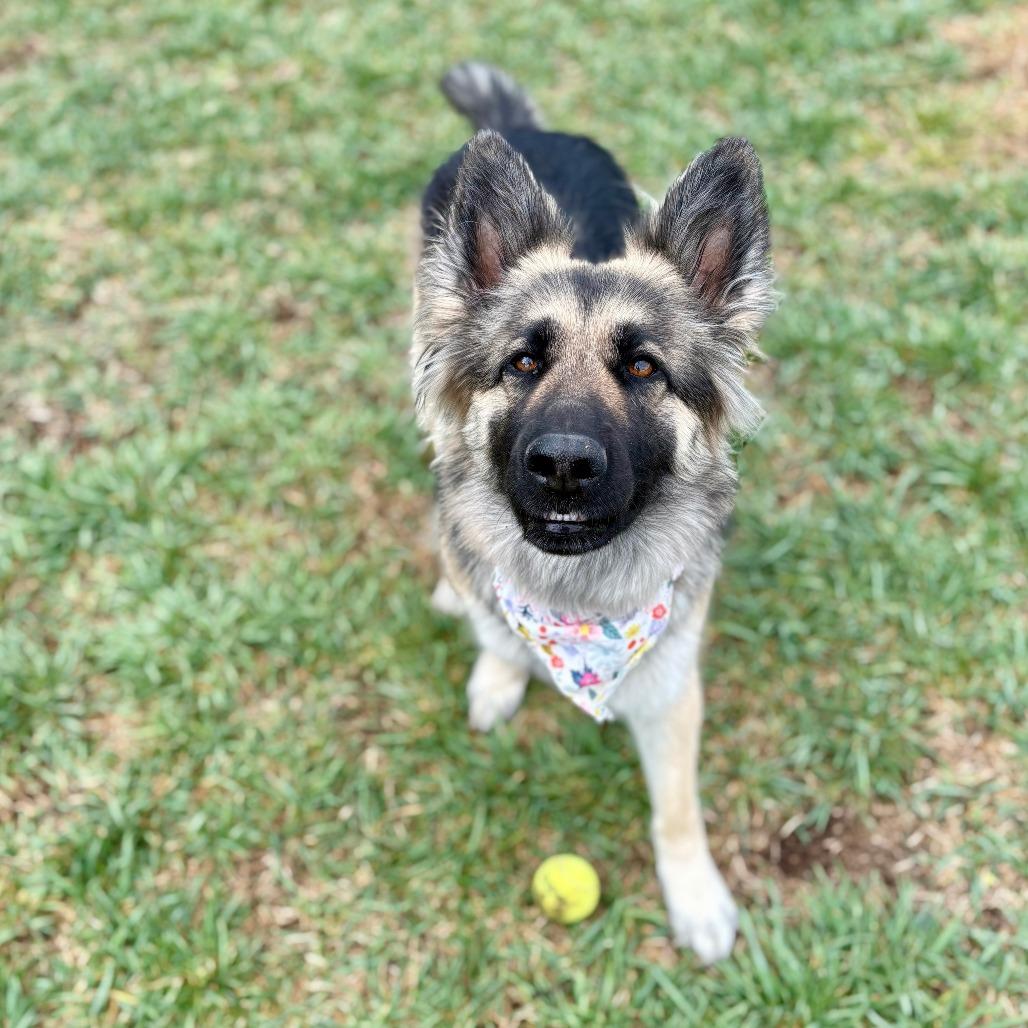 Enlarge Mocha, a Adoptable German Shepherd Dog in Glenwood Springs, CO image 4/6