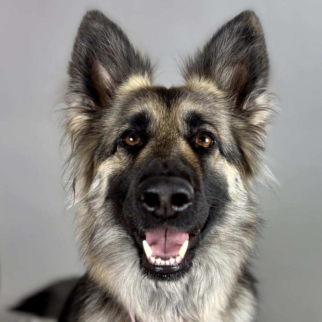 Enlarge Mocha, a Adoptable German Shepherd Dog in Glenwood Springs, CO image 5/6