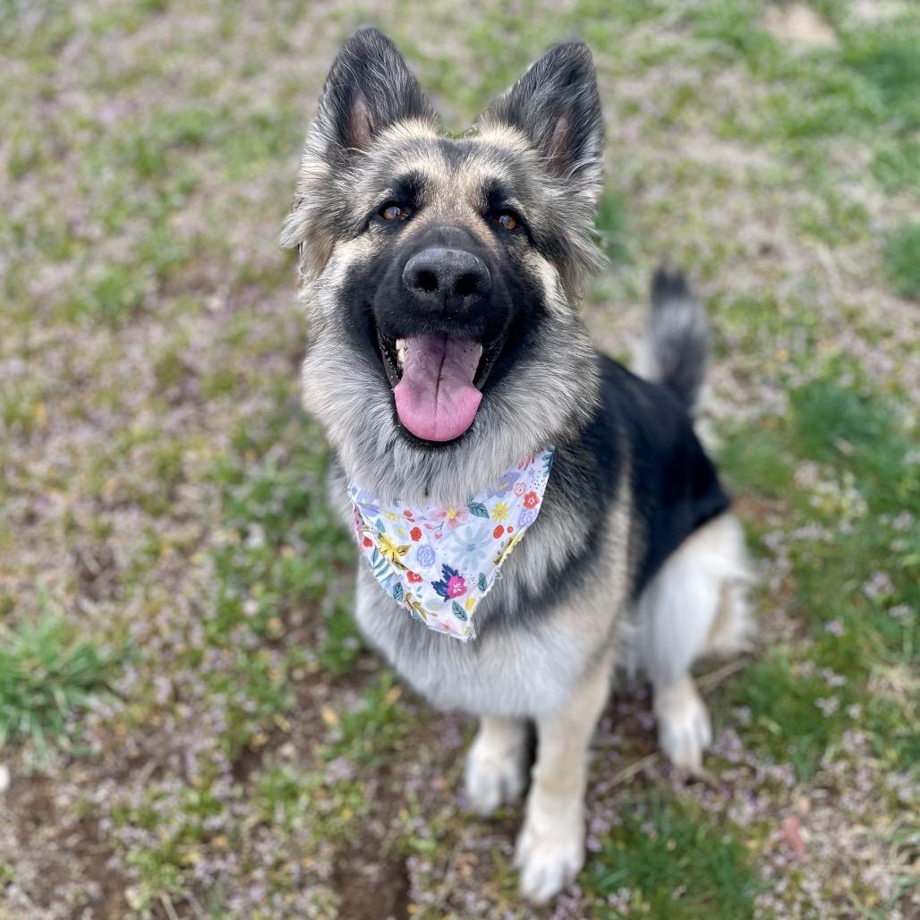 Enlarge Mocha, a Adoptable German Shepherd Dog in Glenwood Springs, CO image 6/6