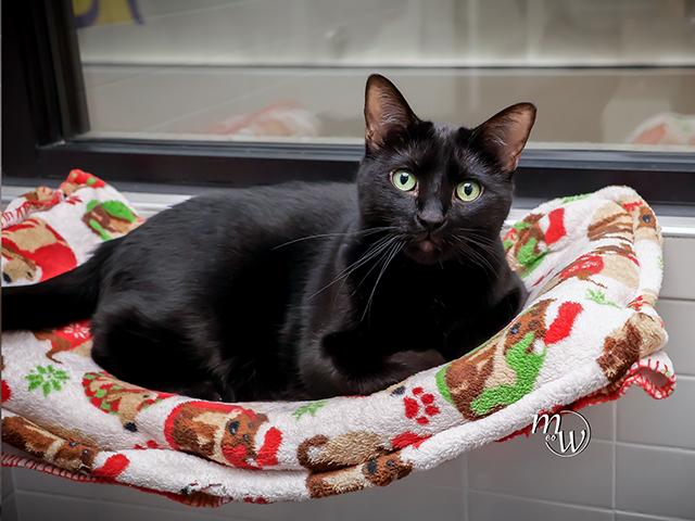 SAMSON, Adoptable, Adult Male Domestic Short Hair & Domestic Short Hair.
