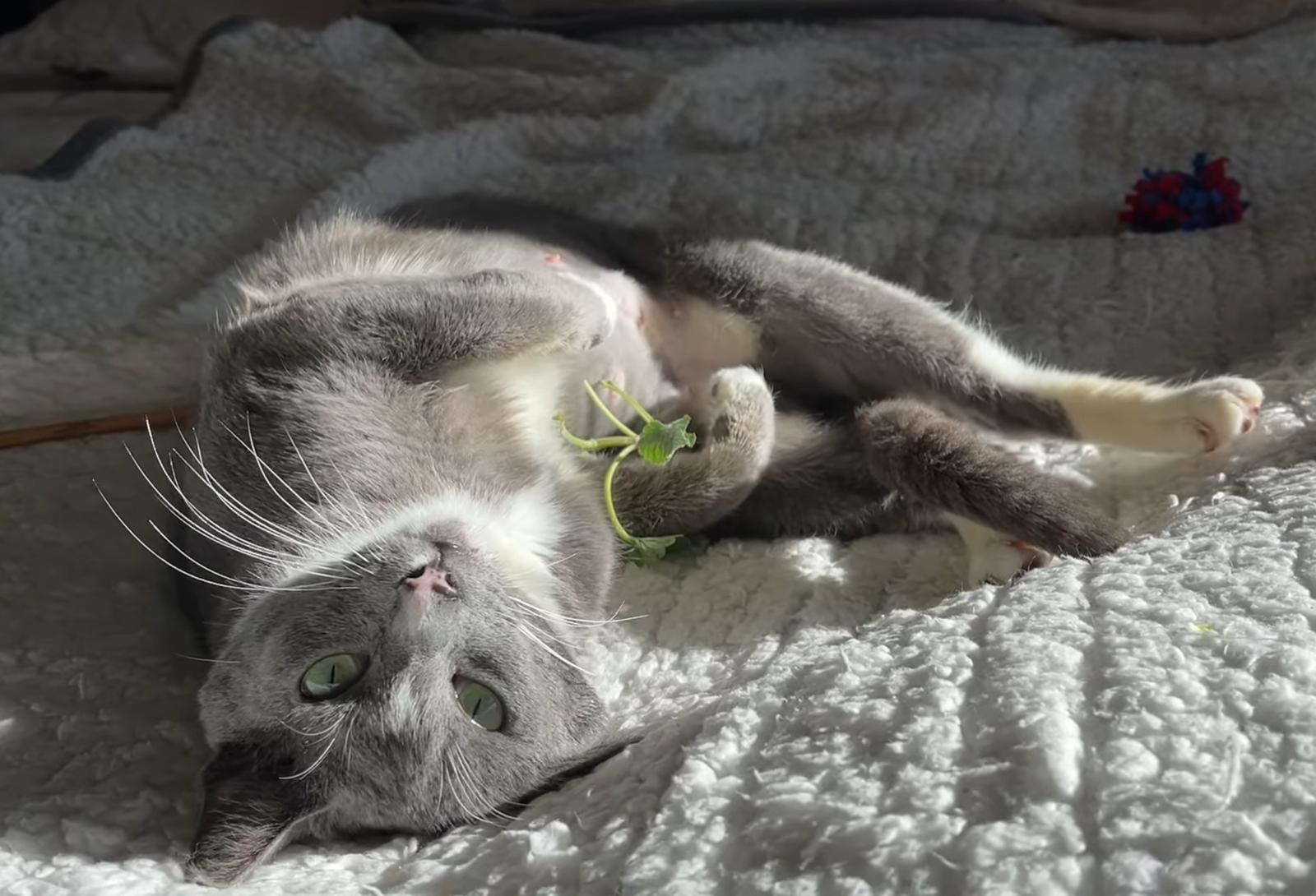 Luna, a Adoptable Domestic Short Hair in Alameda, CA image 1/3