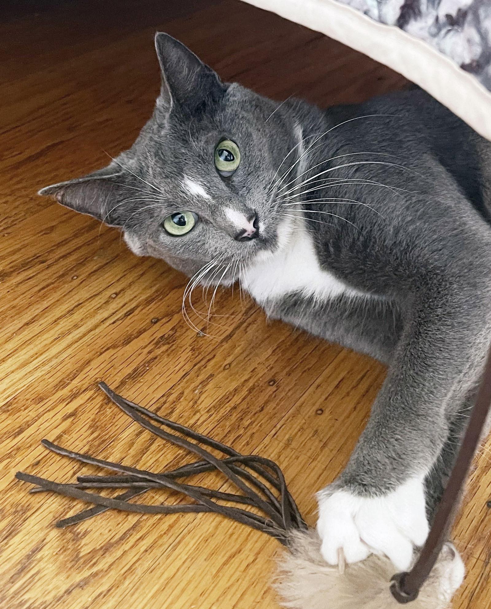 Luna, a Adoptable Domestic Short Hair in Alameda, CA image 2/3