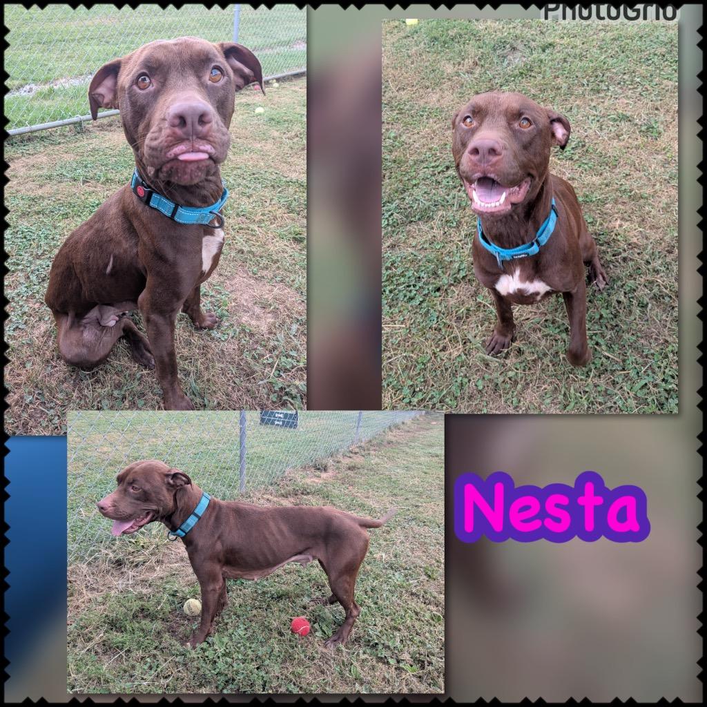 Enlarge Nesta, a Adoptable mixed breed in Blountville, TN image 1/1