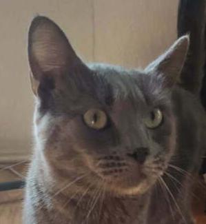 Blue, Adoptable, Adult Male Domestic Short Hair.
