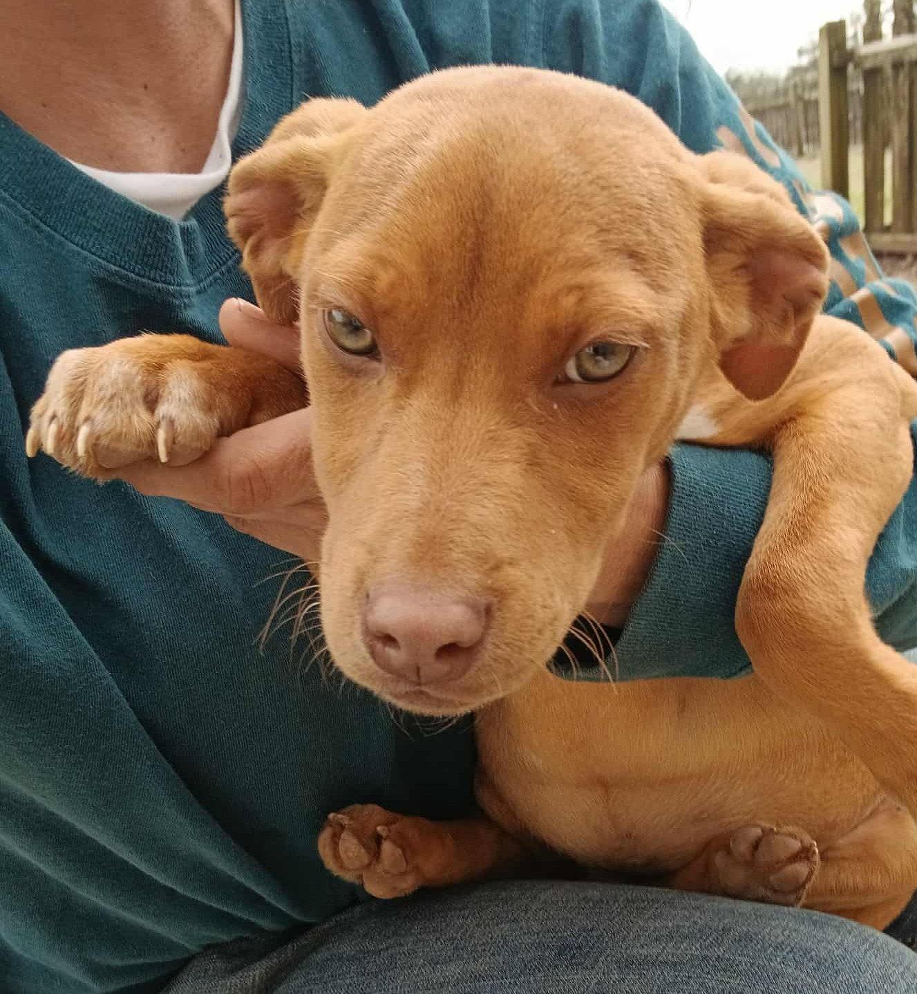 Marcy, Adopted, Young Female Labrador Retriever.