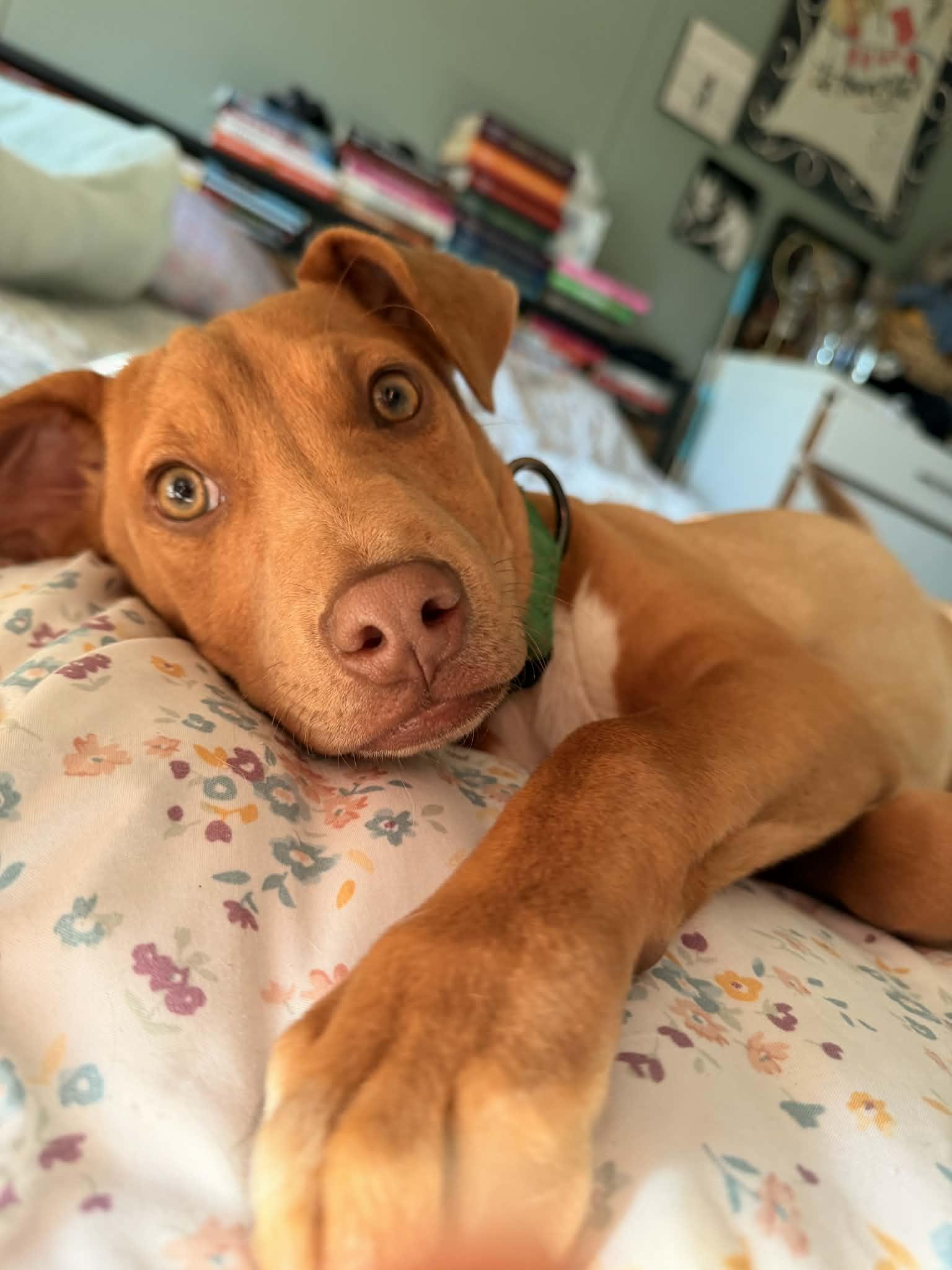 Enlarge Marcy, a Adopted Labrador Retriever in Hillsboro, NH image 2/3