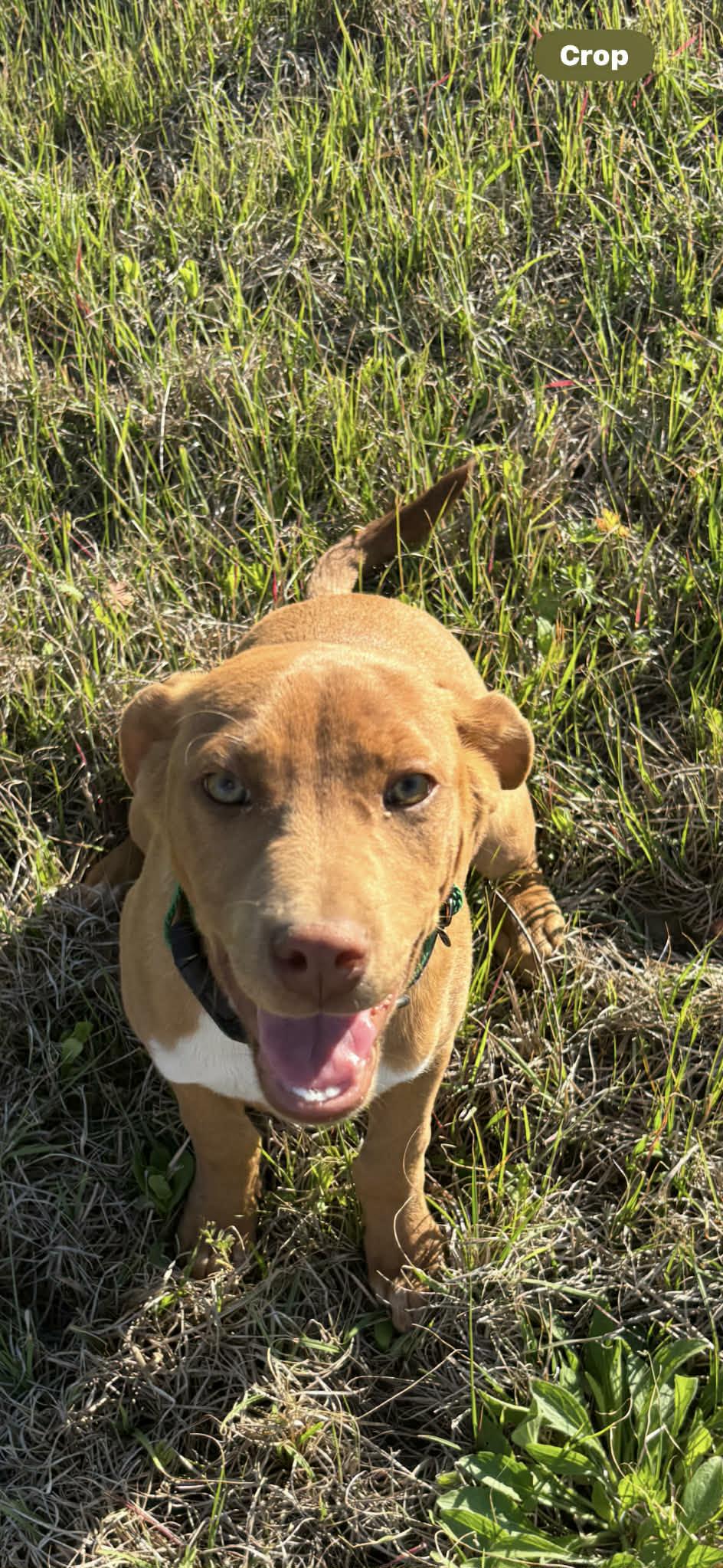 Enlarge Marcy, a Adopted Labrador Retriever in Hillsboro, NH image 3/3