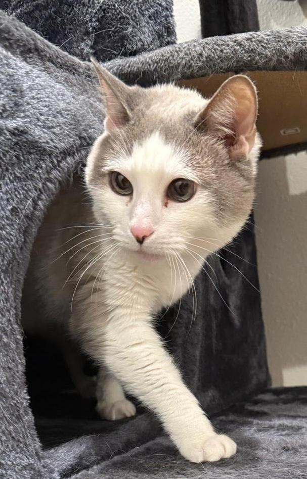 Enlarge KitKat, an adopted mixed breed in Sherman Oaks, CA image 2/6