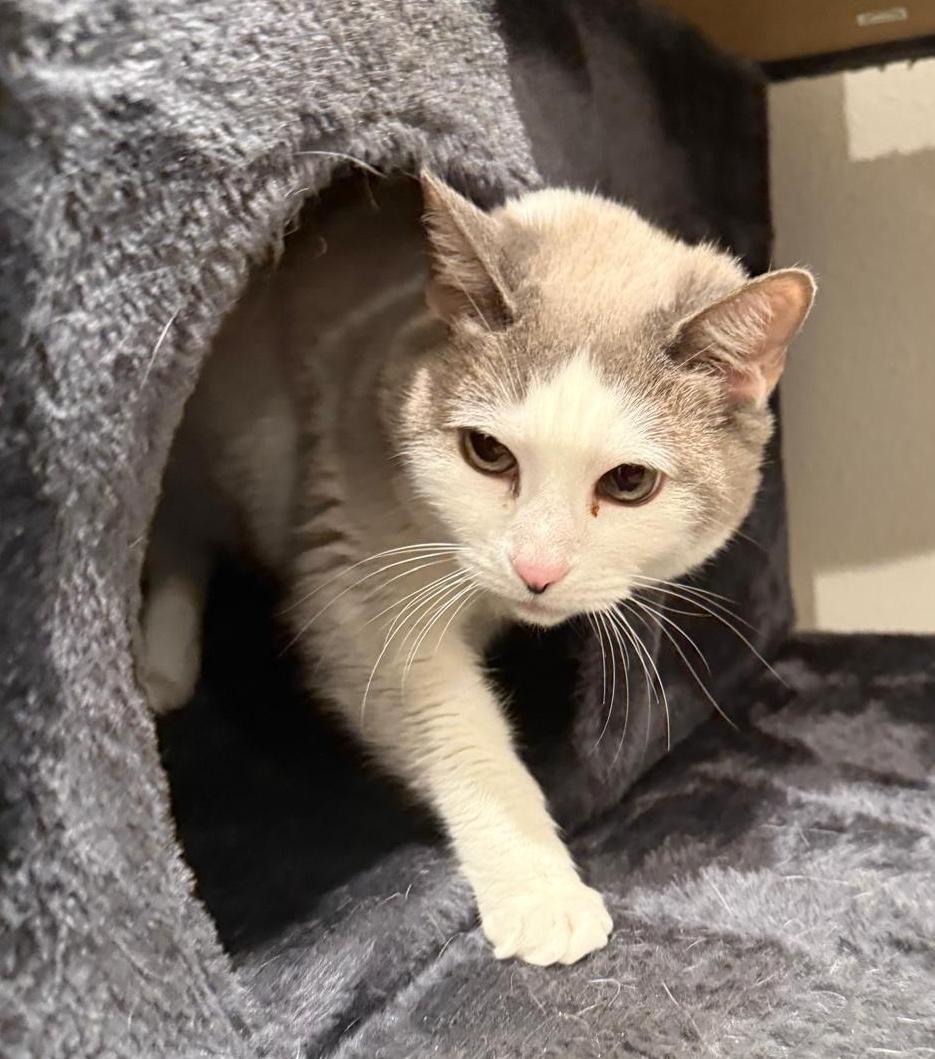 Enlarge KitKat, an adopted mixed breed in Sherman Oaks, CA image 6/6