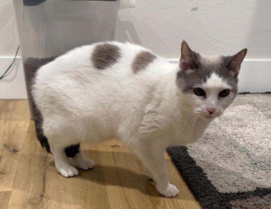 Enlarge KitKat, an adopted mixed breed in Sherman Oaks, CA image 4/6