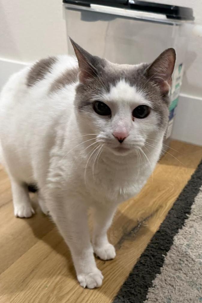 Enlarge KitKat, an adopted mixed breed in Sherman Oaks, CA image 3/6