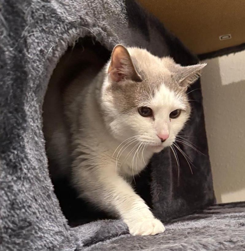 Enlarge KitKat, an adopted mixed breed in Sherman Oaks, CA image 1/6