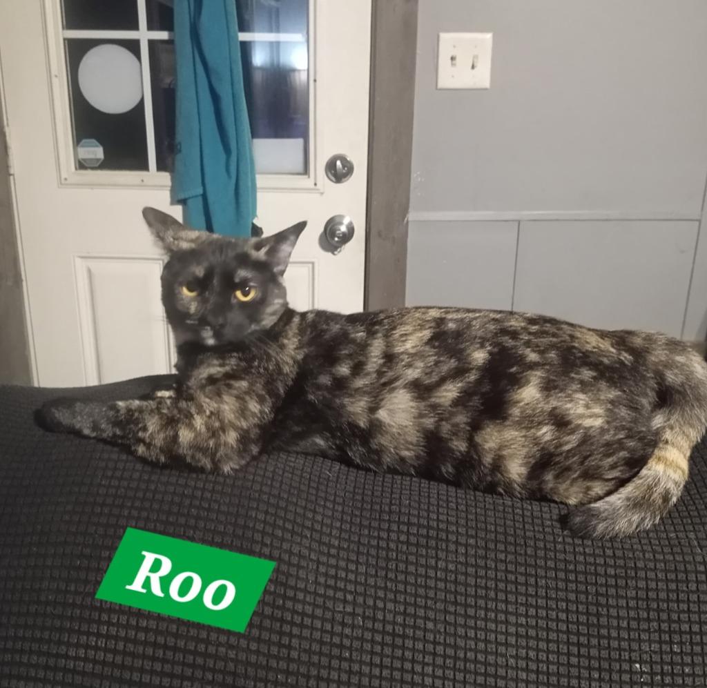 Roo, Adoptable, Kitten Female Domestic Short Hair.