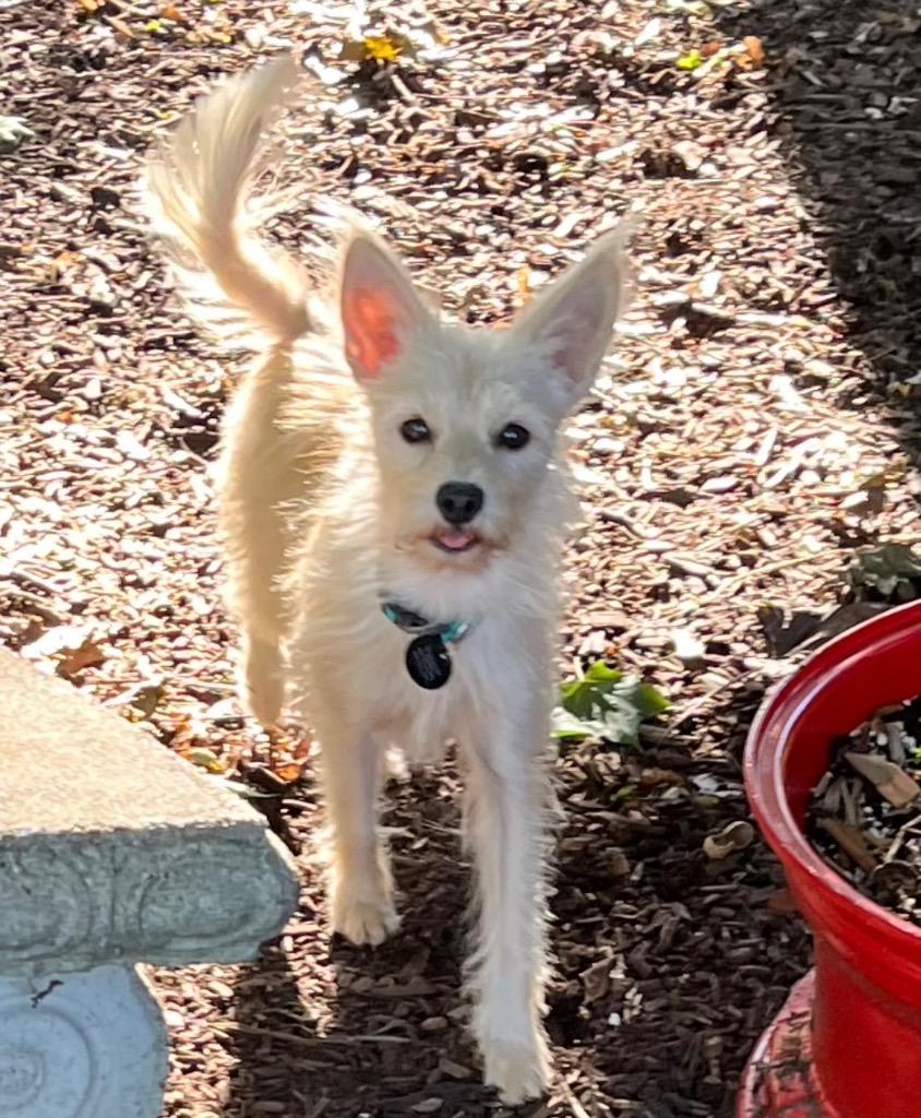 Enlarge Francine, a Adoptable Wirehaired Terrier in West Bloomfield, MI image 1/4