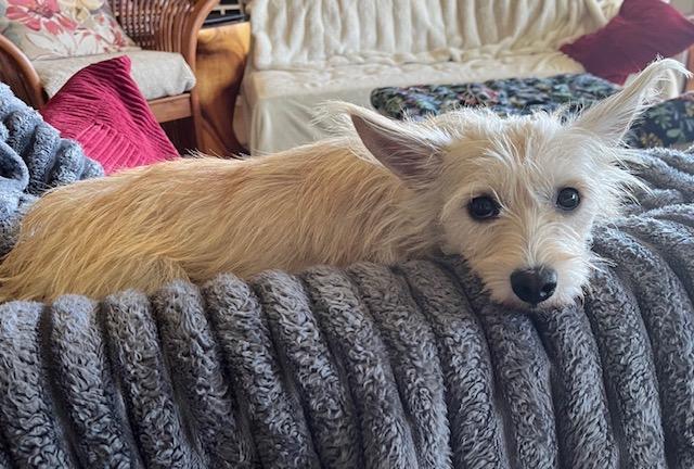 Enlarge Francine, a Adoptable Wirehaired Terrier in West Bloomfield, MI image 2/4