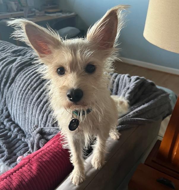 Enlarge Francine, a Adoptable Wirehaired Terrier in West Bloomfield, MI image 3/4