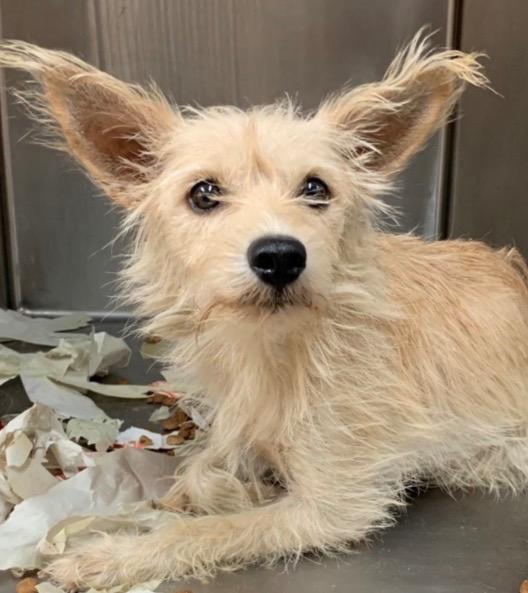 Enlarge Francine, a Adoptable Wirehaired Terrier in West Bloomfield, MI image 4/4