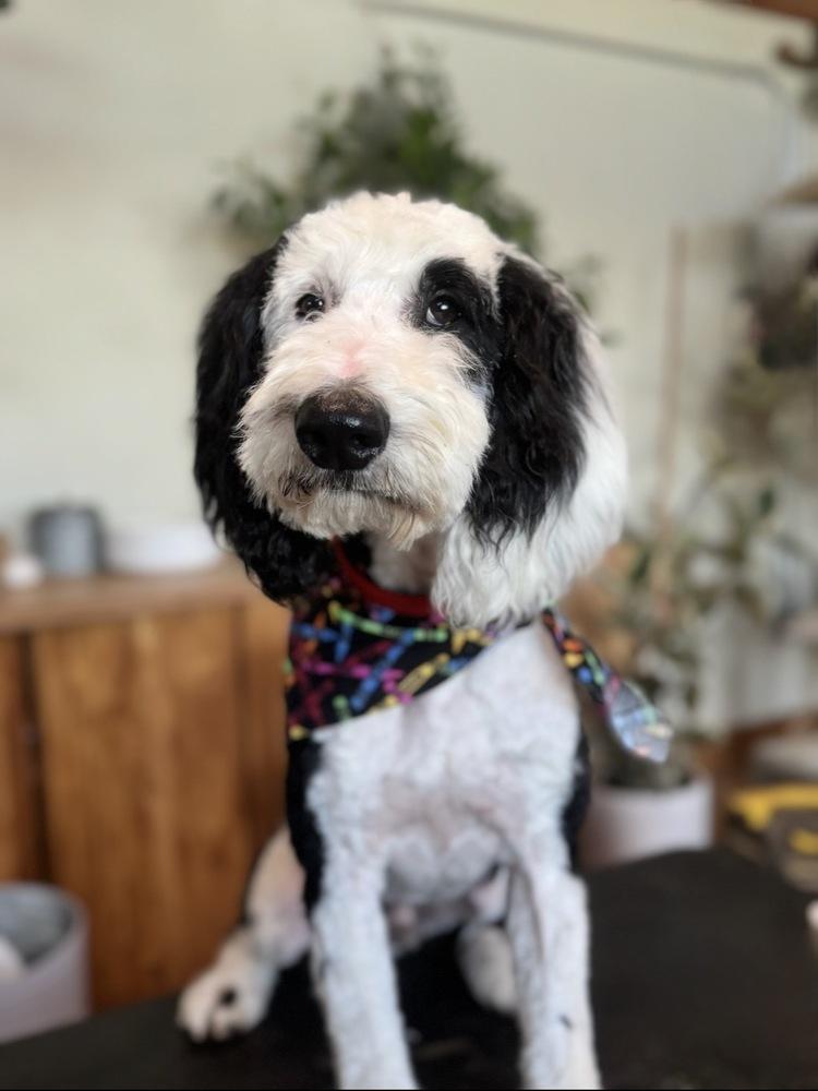 Enlarge Snoopy, a Adoptable mixed breed in Tucson, AZ image 1/2