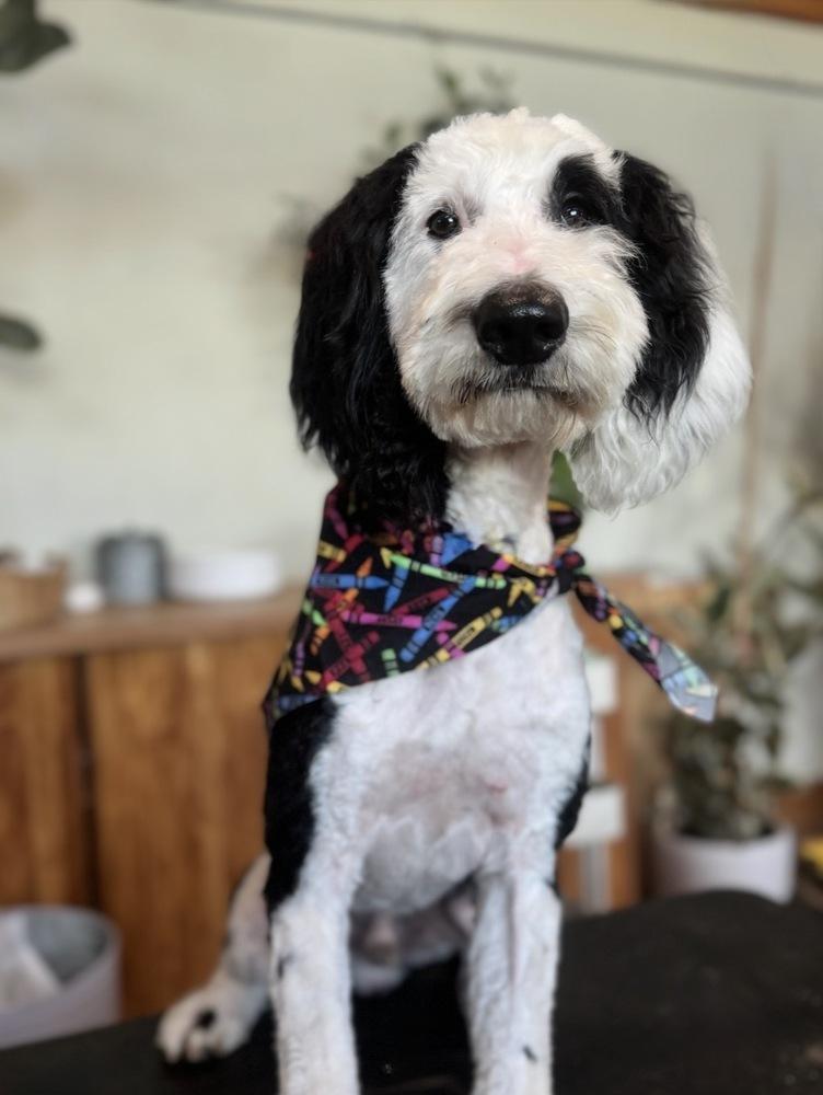 Enlarge Snoopy, a Adoptable mixed breed in Tucson, AZ image 2/2