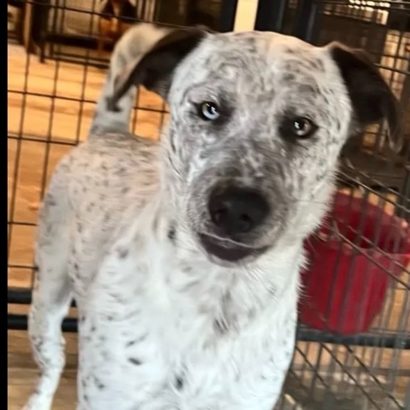 Gizmo, Adult Male Australian Cattle Dog / Blue Heeler