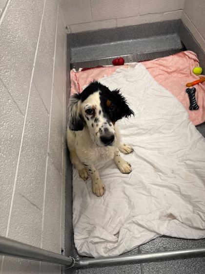 Sheldon, adopted, Young Male Spaniel.