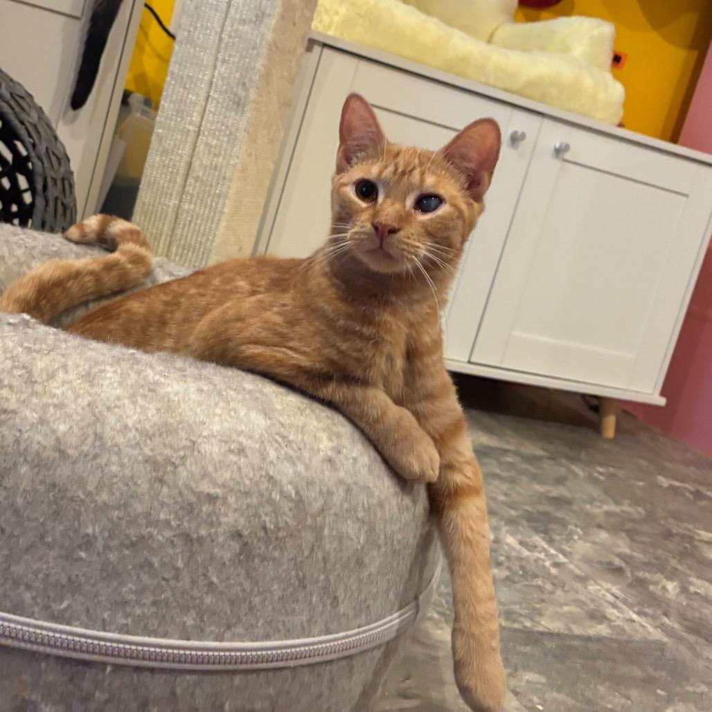 Marshall Meowthers, a Adoptable Domestic Short Hair in Howard beach, NY image 1/6