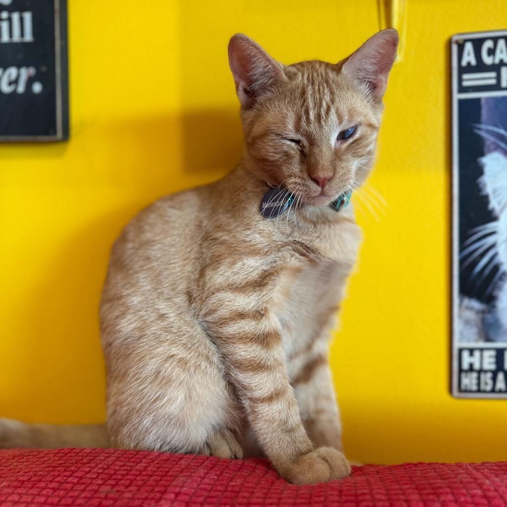 Marshall Meowthers, a Adoptable Domestic Short Hair in Howard beach, NY image 2/6