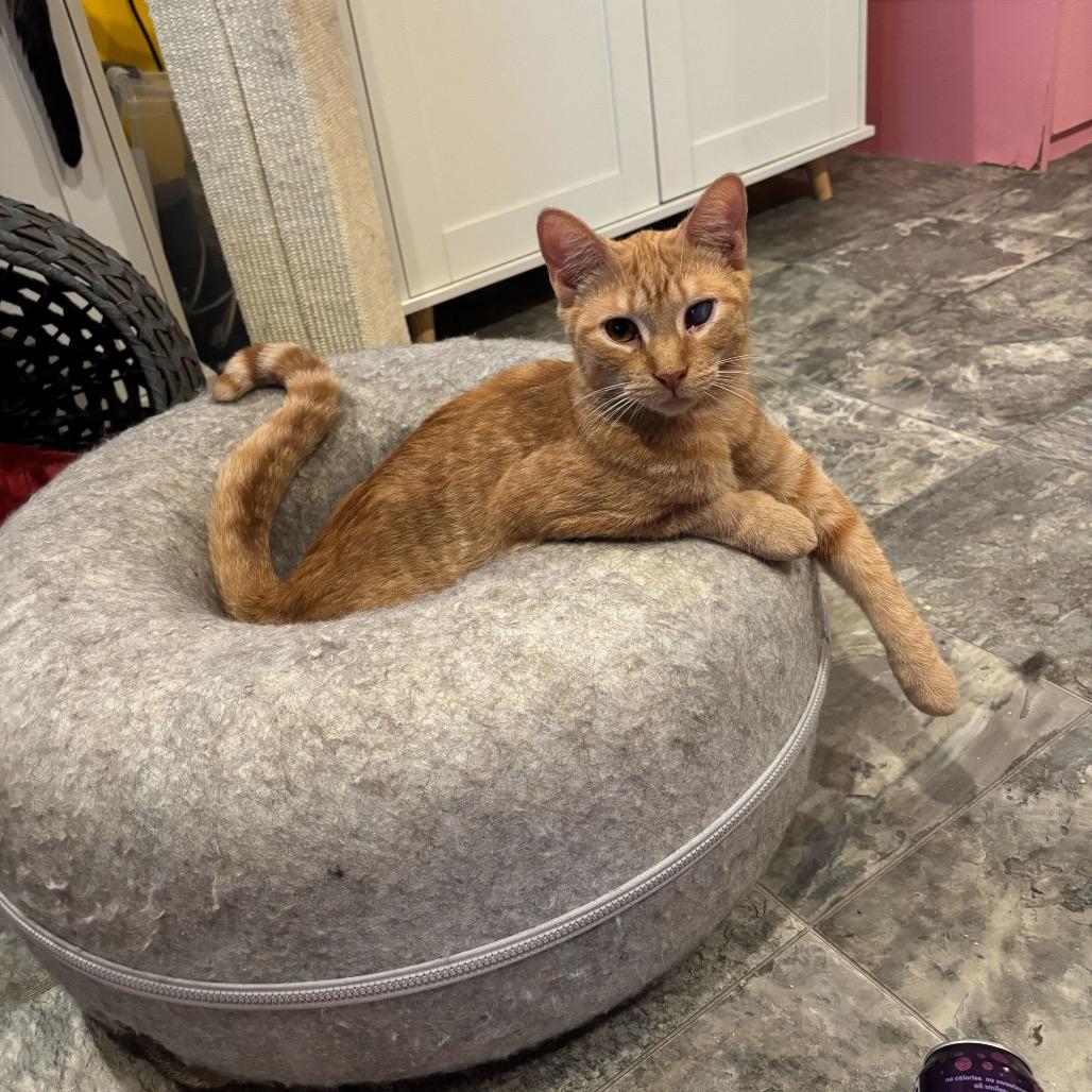 Marshall Meowthers, a Adoptable Domestic Short Hair in Howard beach, NY image 3/6