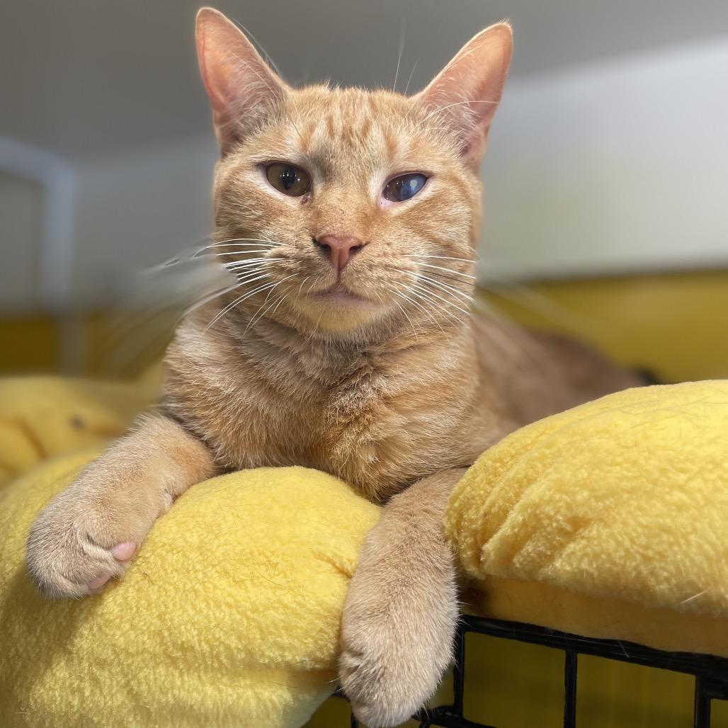 Marshall Meowthers, a Adoptable Domestic Short Hair in Howard beach, NY image 4/6