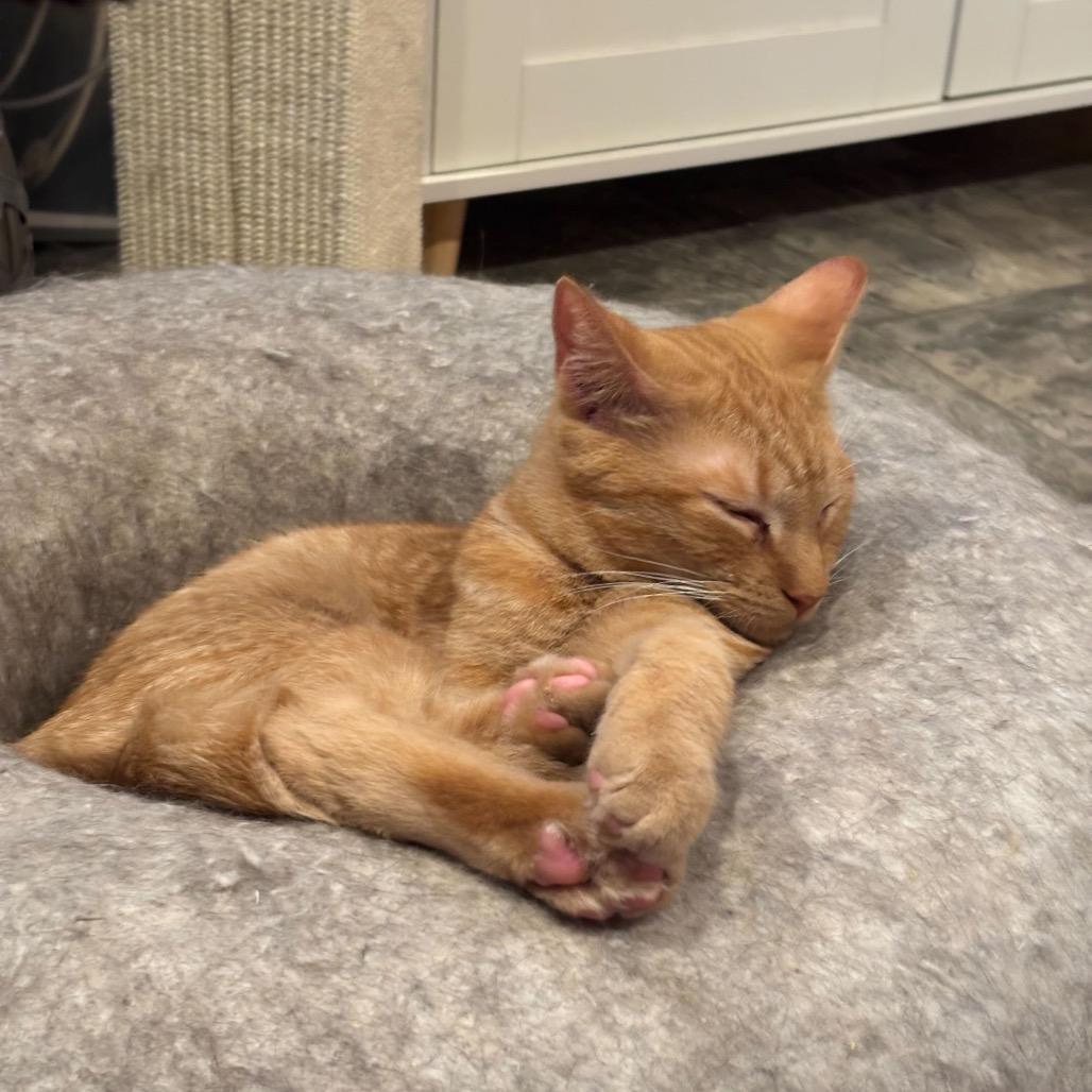 Marshall Meowthers, a Adoptable Domestic Short Hair in Howard beach, NY image 5/6