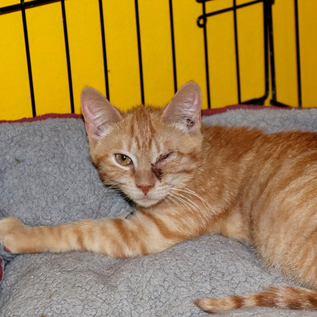 Marshall Meowthers, a Adoptable Domestic Short Hair in Howard beach, NY image 6/6