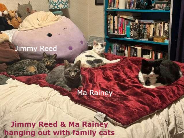 Enlarge Ma Rainey, a Adoptable mixed breed in Cleveland, OH image 3/5