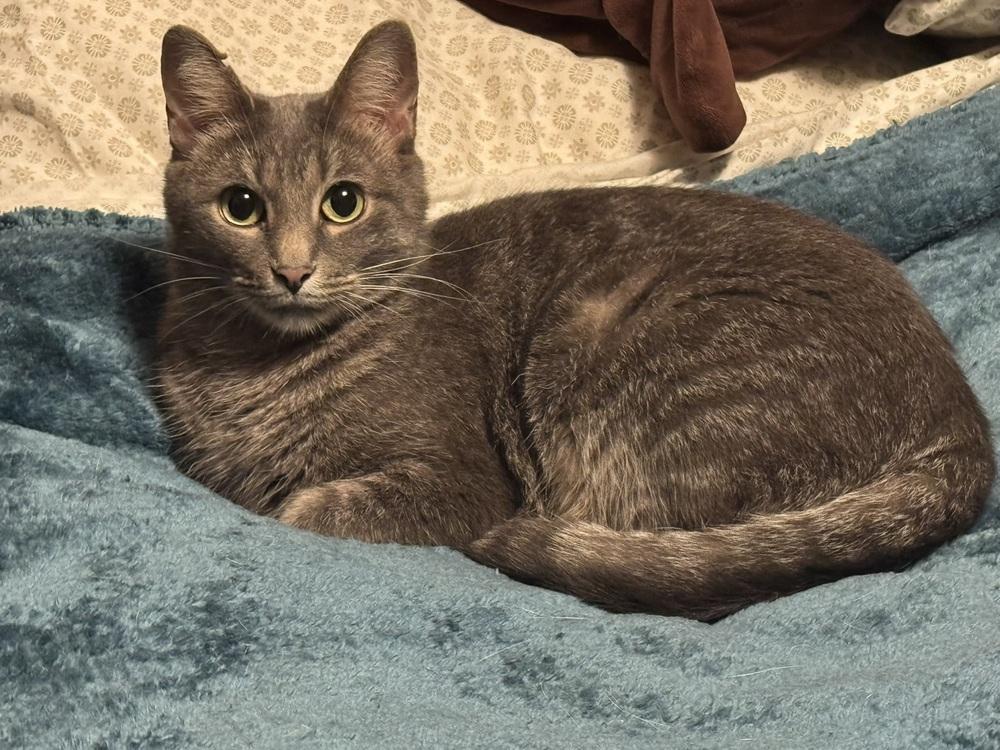 Enlarge Ma Rainey, a Adoptable mixed breed in Cleveland, OH image 4/5
