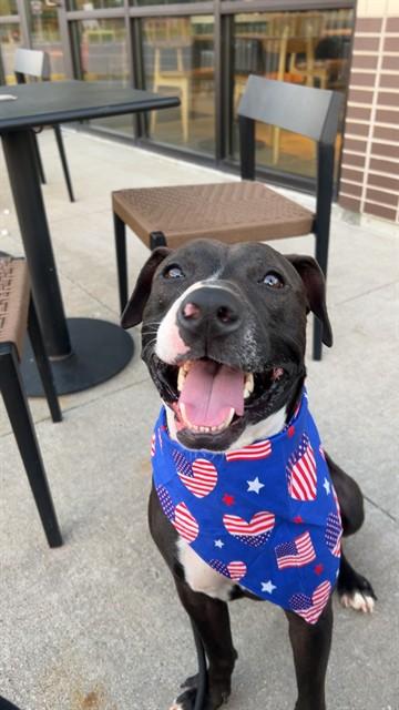 SANTIAGO, Adoptable, Adult Male Pit Bull Terrier.