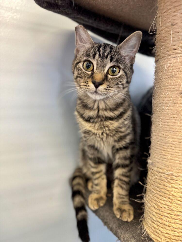 Enlarge Sophie, a Adoptable Domestic Short Hair in McPherson, KS image 1/1