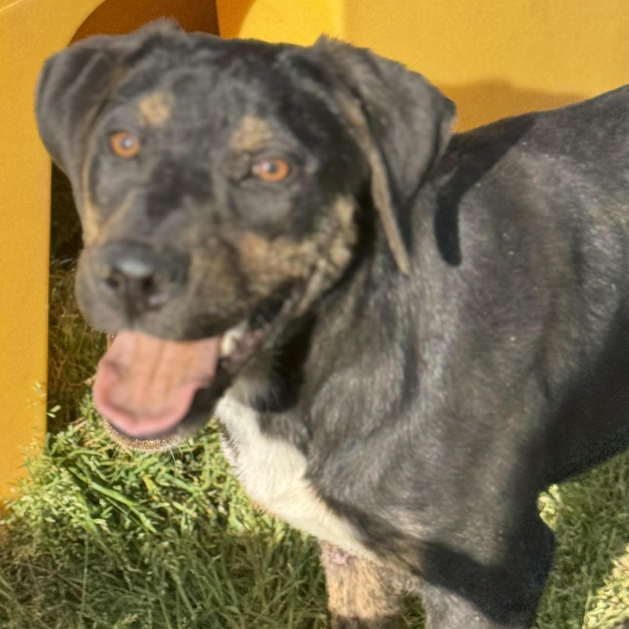 Enlarge Flower, a ADOPTABLE mixed breed in Water Valley, MS image 2/2