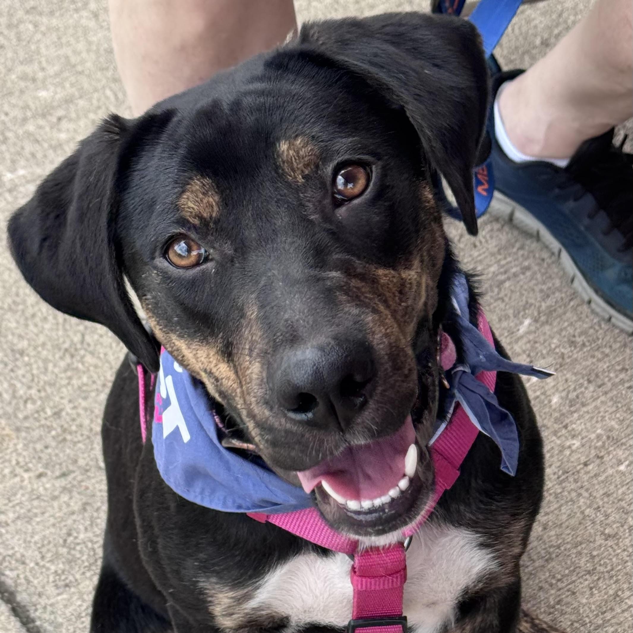 Flower, ADOPTABLE, Adult Female Plott Hound.