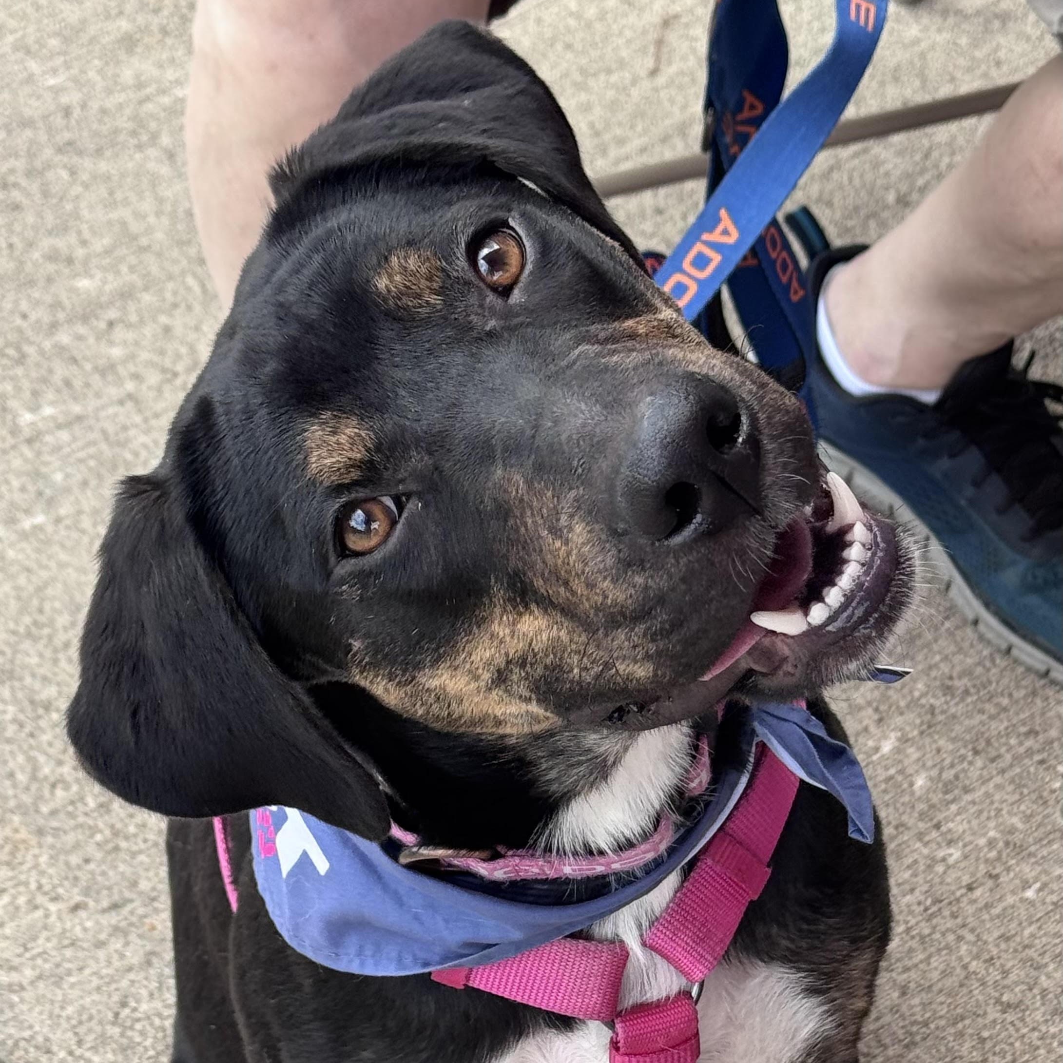 Flower, a ADOPTABLE mixed breed in Water Valley, MS image 3/5