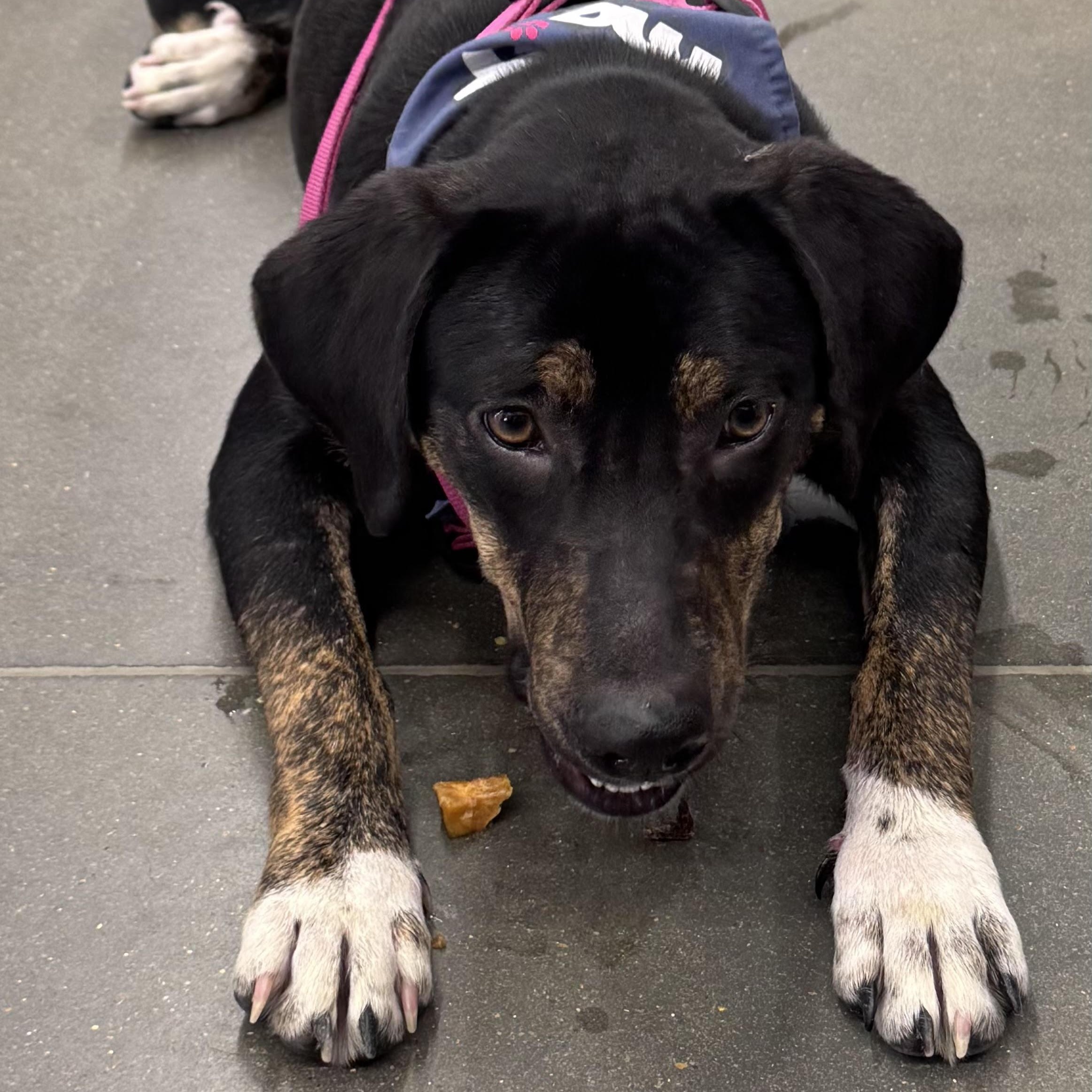 Flower, a ADOPTABLE mixed breed in Water Valley, MS image 4/5