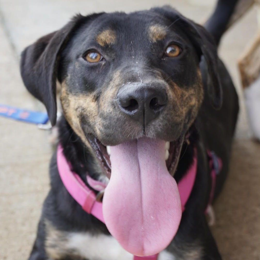 Flower, a ADOPTABLE mixed breed in Water Valley, MS image 2/5