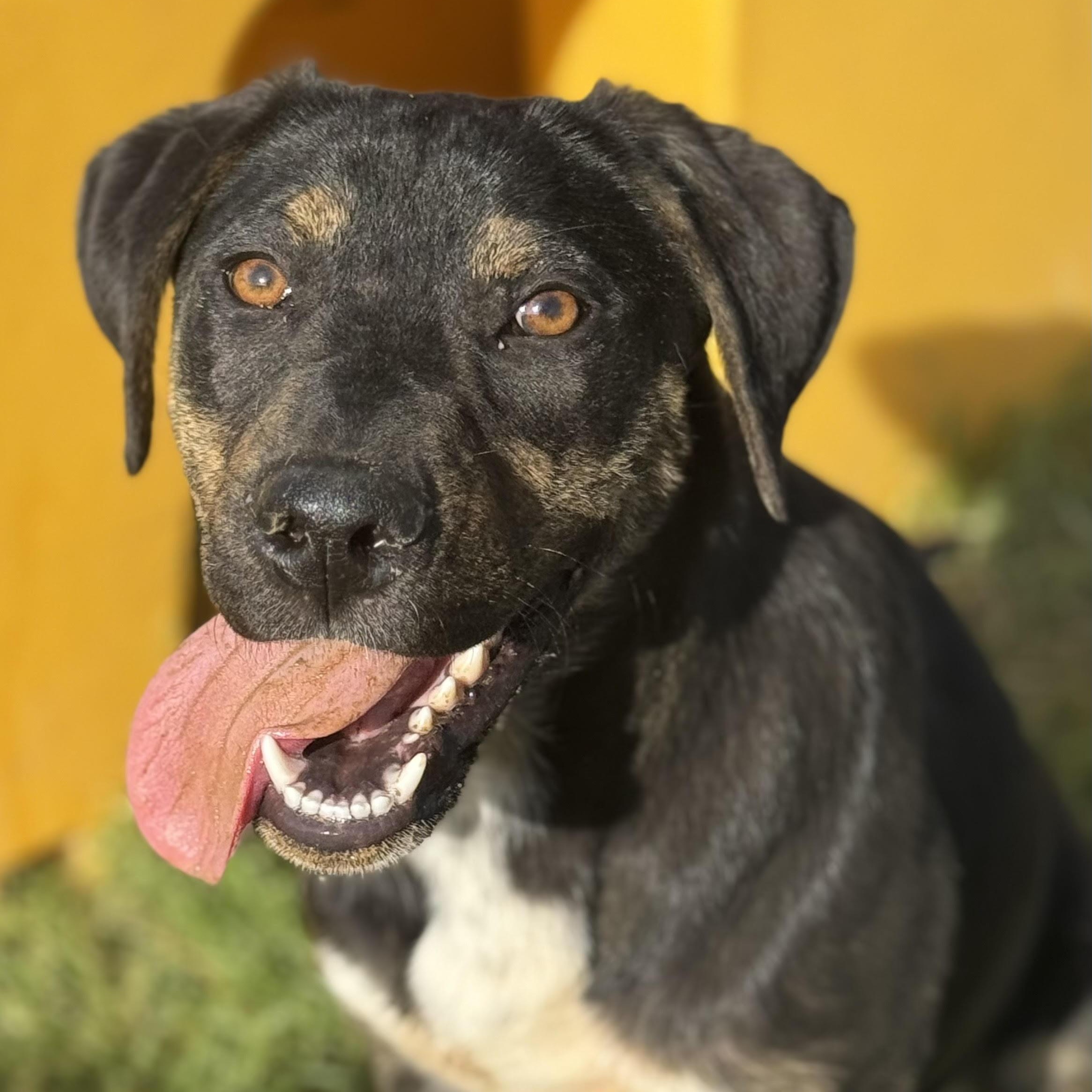Enlarge Flower, a ADOPTABLE mixed breed in Water Valley, MS image 1/2
